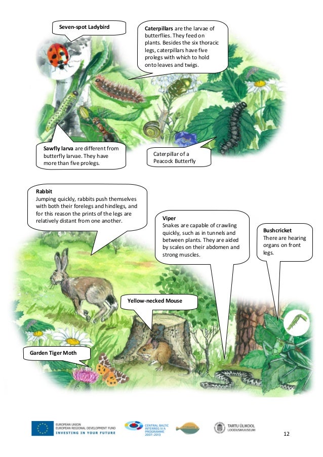 Movement of animals_1_