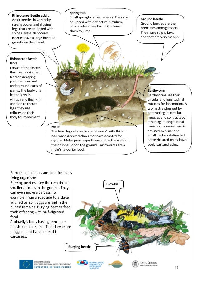 Movement of animals_1_