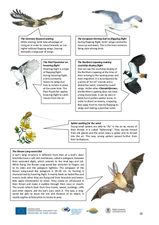 Movement Of Animals 1 Movement Of Animals 1