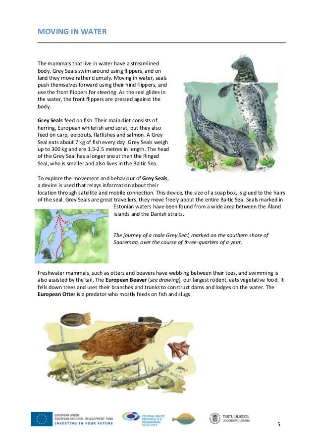 Movement Of Animals 1 Movement Of Animals 1