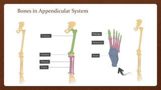 MOVEMENT OF BONES OF AXIAL AND APPENDICULAR SYSTEM.pptx