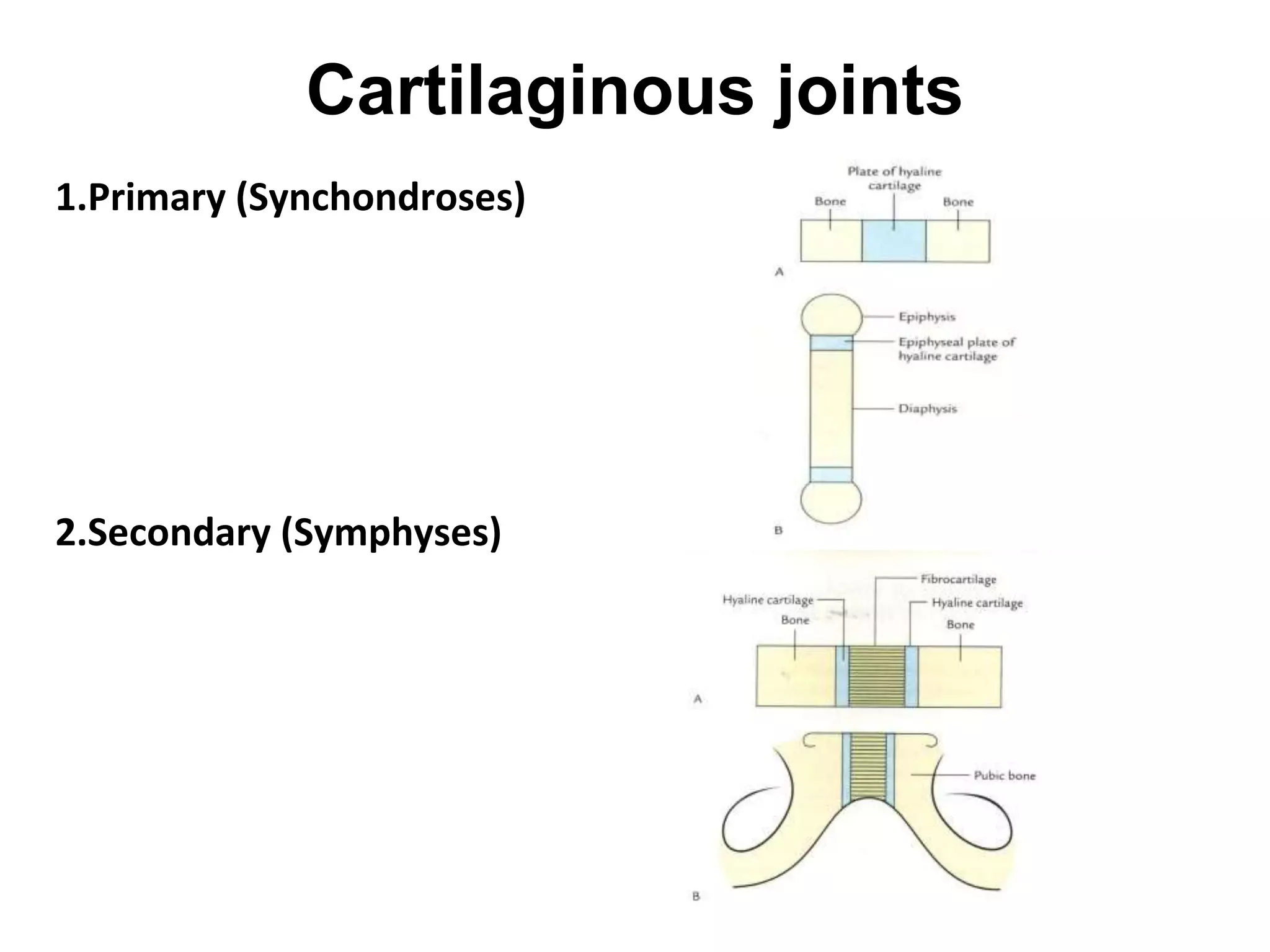 Cartilaginous joints
1.Primary (Synchondroses)
2.Secondary (Symphyses)
 
