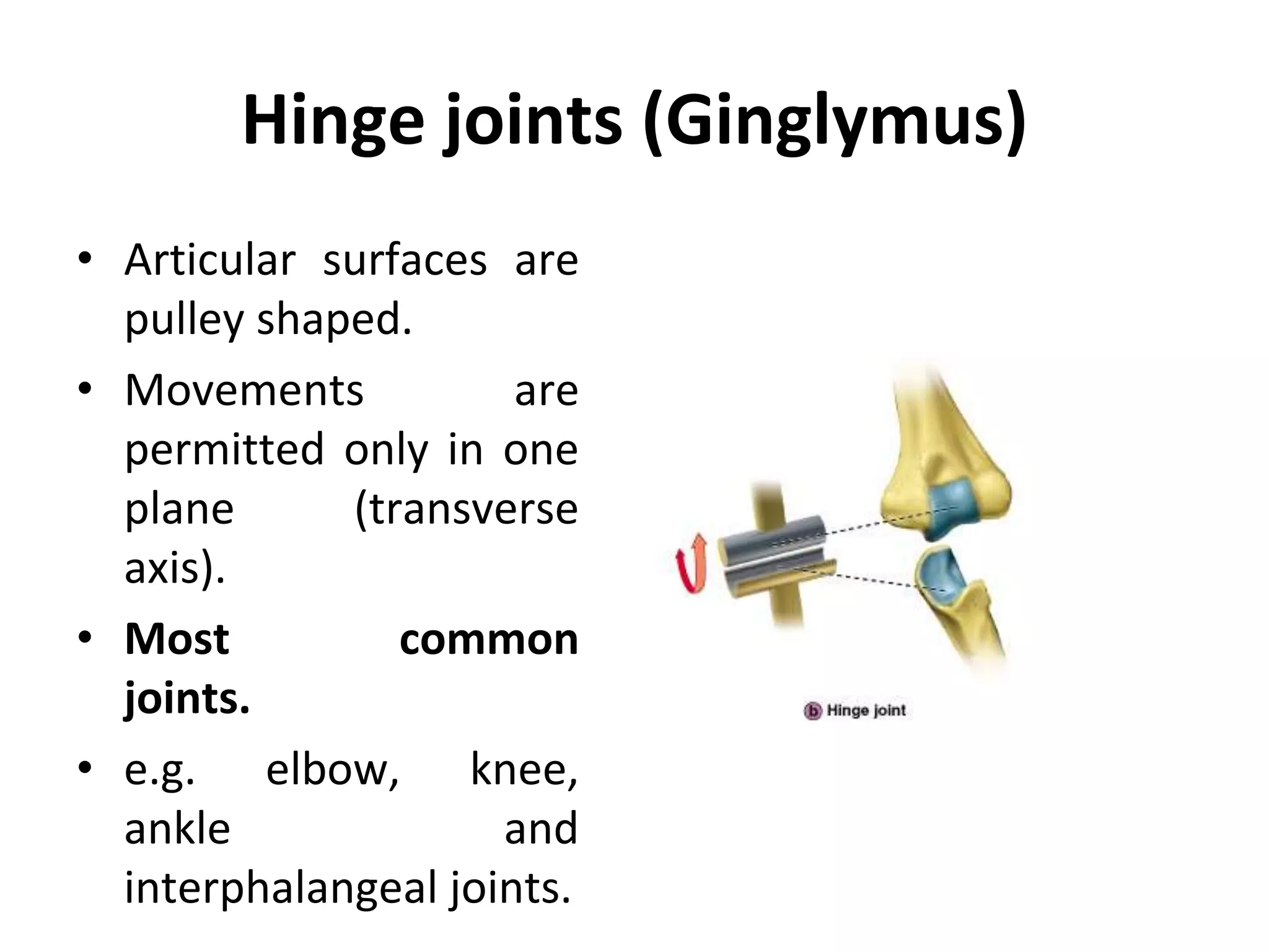 Hinge joints (Ginglymus)
• Articular surfaces are
pulley shaped.
• Movements are
permitted only in one
plane (transverse
axis).
• Most common
joints.
• e.g. elbow, knee,
ankle and
interphalangeal joints.
 
