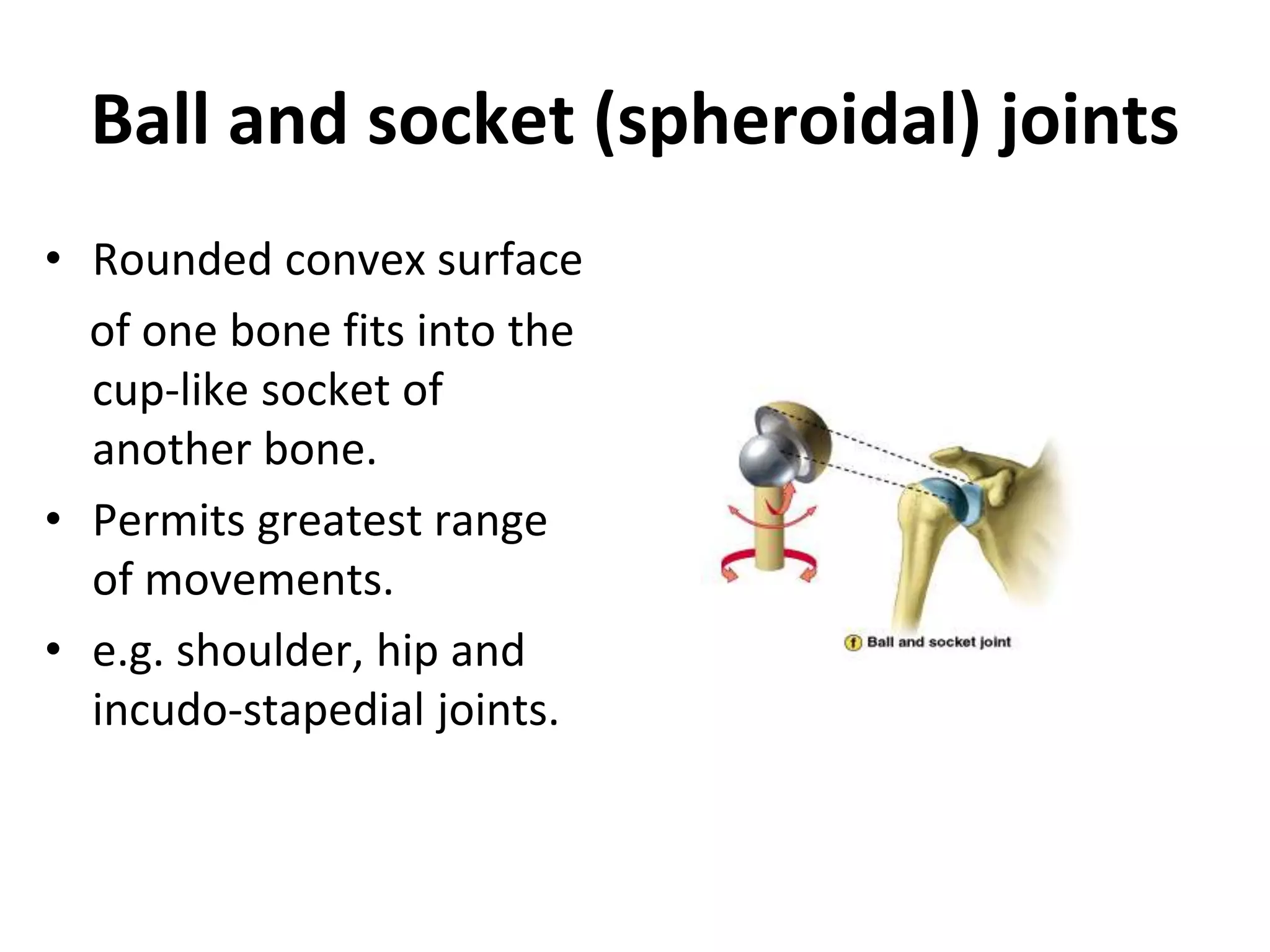 Ball and socket (spheroidal) joints
• Rounded convex surface
of one bone fits into the
cup-like socket of
another bone.
• Permits greatest range
of movements.
• e.g. shoulder, hip and
incudo-stapedial joints.
 