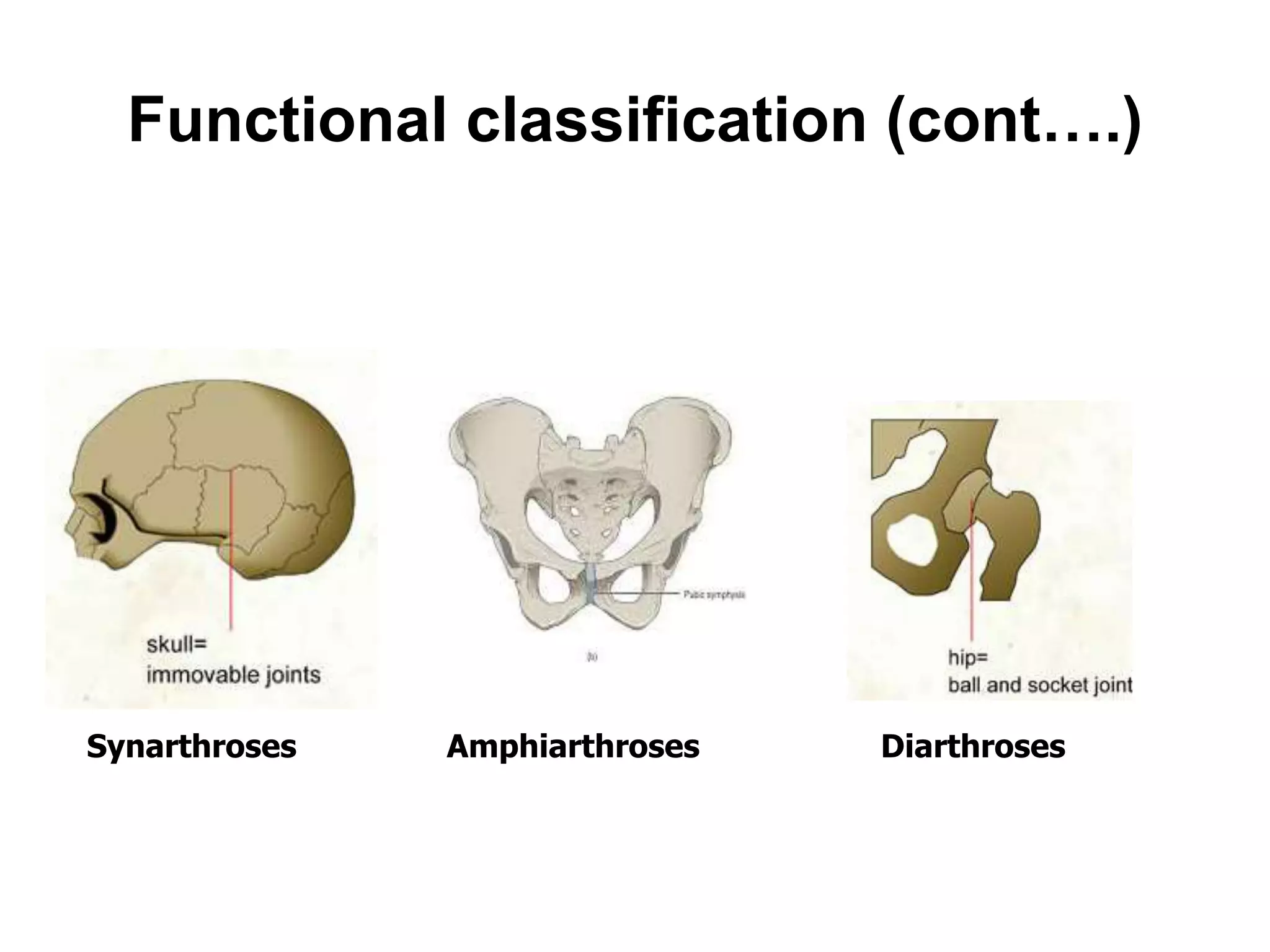 Functional classification (cont….)
Synarthroses Amphiarthroses Diarthroses
 
