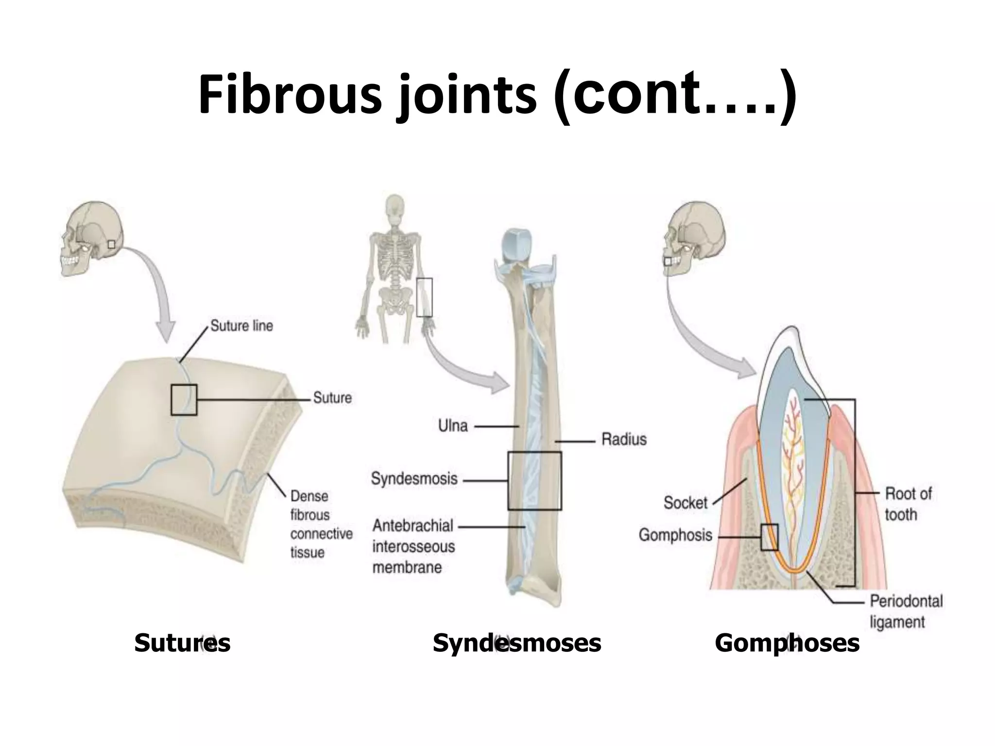 Fibrous joints (cont….)
Sutures Syndesmoses Gomphoses
 