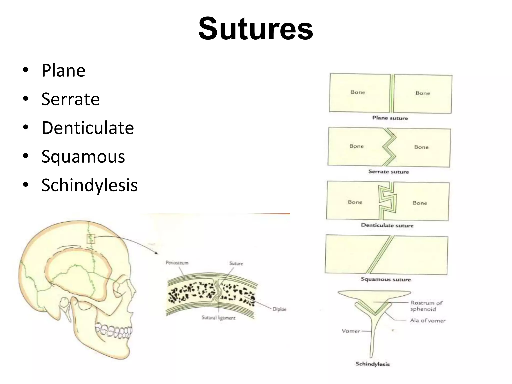 Sutures
• Plane
• Serrate
• Denticulate
• Squamous
• Schindylesis
 