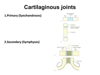 Cartilaginous joints
1.Primary (Synchondroses)
2.Secondary (Symphyses)
 