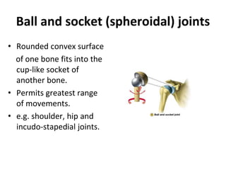 Ball and socket (spheroidal) joints
• Rounded convex surface
of one bone fits into the
cup-like socket of
another bone.
• Permits greatest range
of movements.
• e.g. shoulder, hip and
incudo-stapedial joints.
 