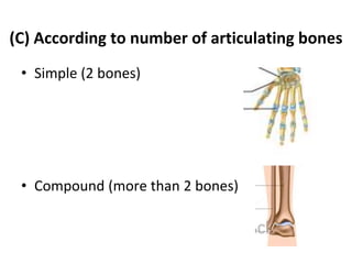 (C) According to number of articulating bones
• Simple (2 bones)
• Compound (more than 2 bones)
 