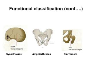 Functional classification (cont….)
Synarthroses Amphiarthroses Diarthroses
 