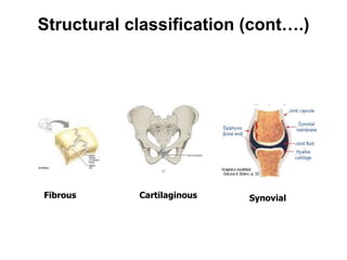 Structural classification (cont….)
Fibrous Cartilaginous Synovial
 