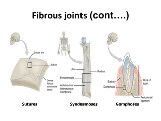 Fibrous joints (cont….)
Sutures Syndesmoses Gomphoses
 