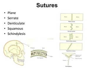 Sutures
• Plane
• Serrate
• Denticulate
• Squamous
• Schindylesis
 