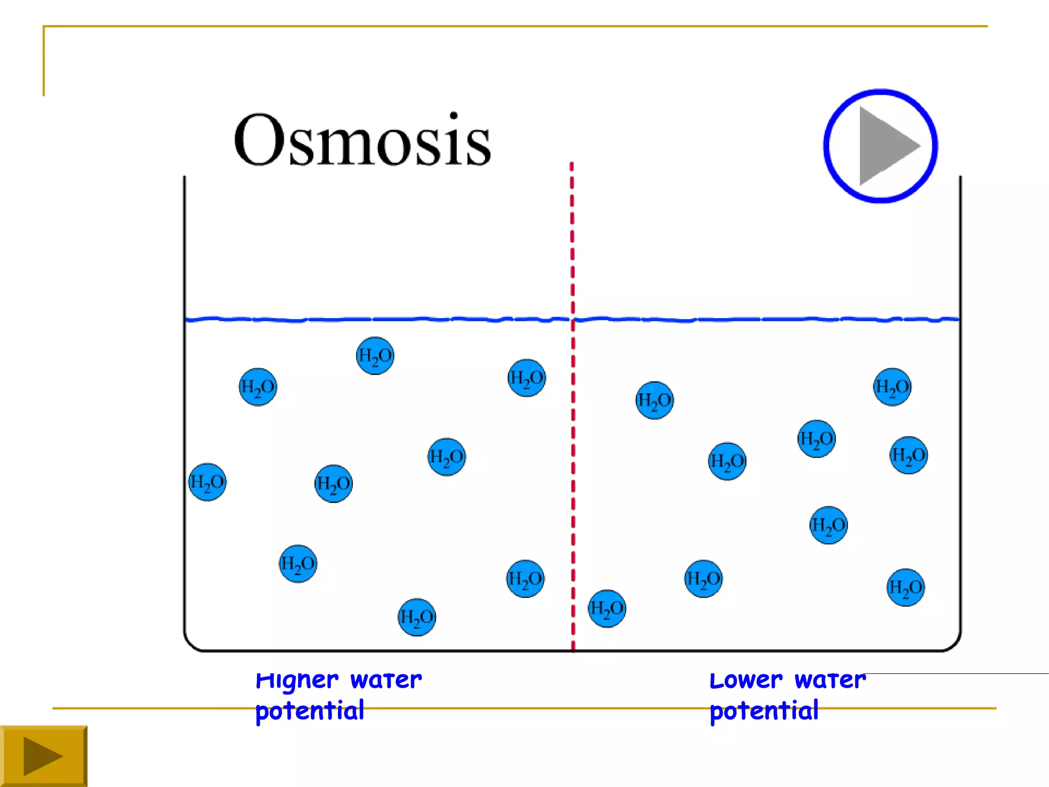 Partially
          permeable
          membrane




Higher water           Lower water
potential              potential
 