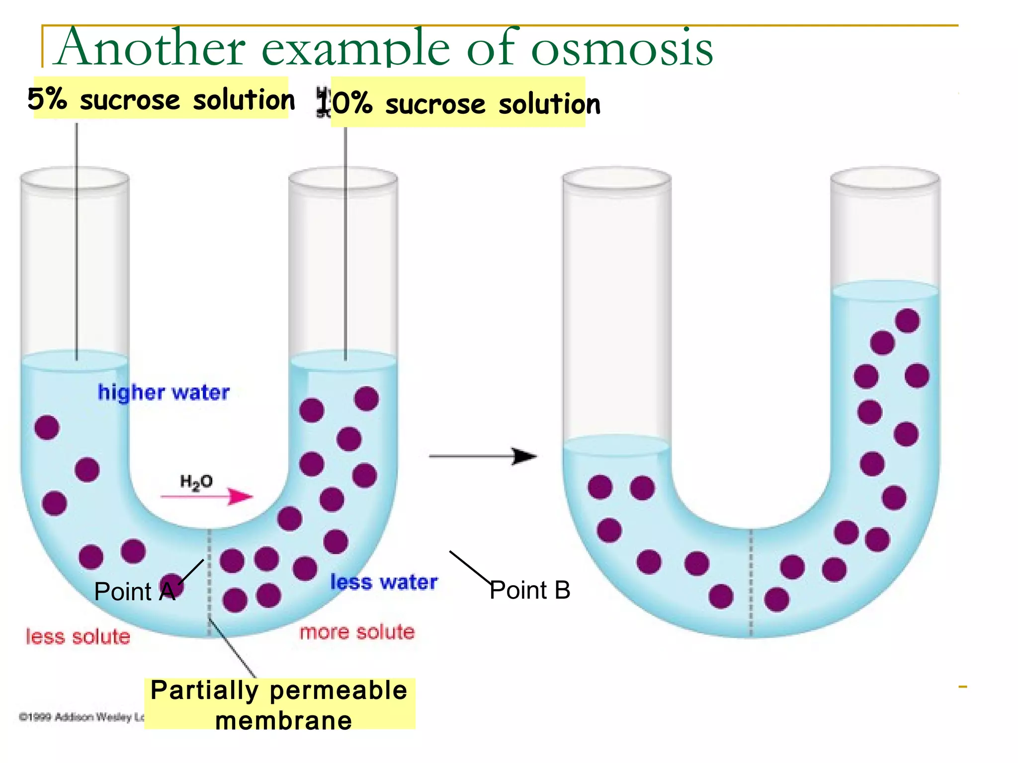 Another example of osmosis
5% sucrose solution 10% sucrose solution




    Point A                     Point B


        Partially permeable
             membrane
 