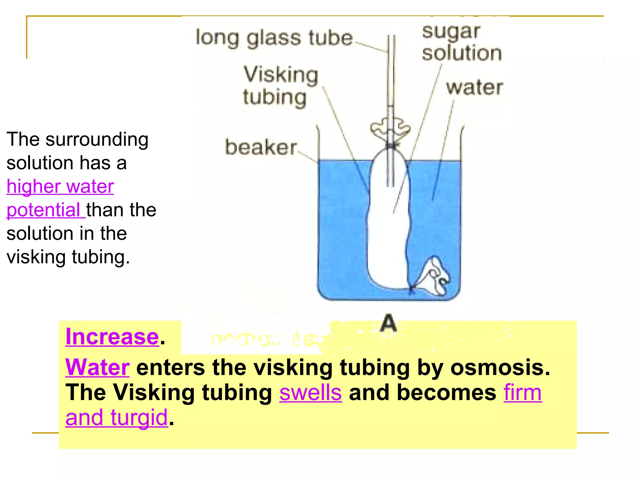 The surrounding
solution has a
higher water
potential than the
solution in the
visking tubing.



       Increase.
       Water enters the visking tubing by osmosis.
       The Visking tubing swells and becomes firm
       and turgid.
 