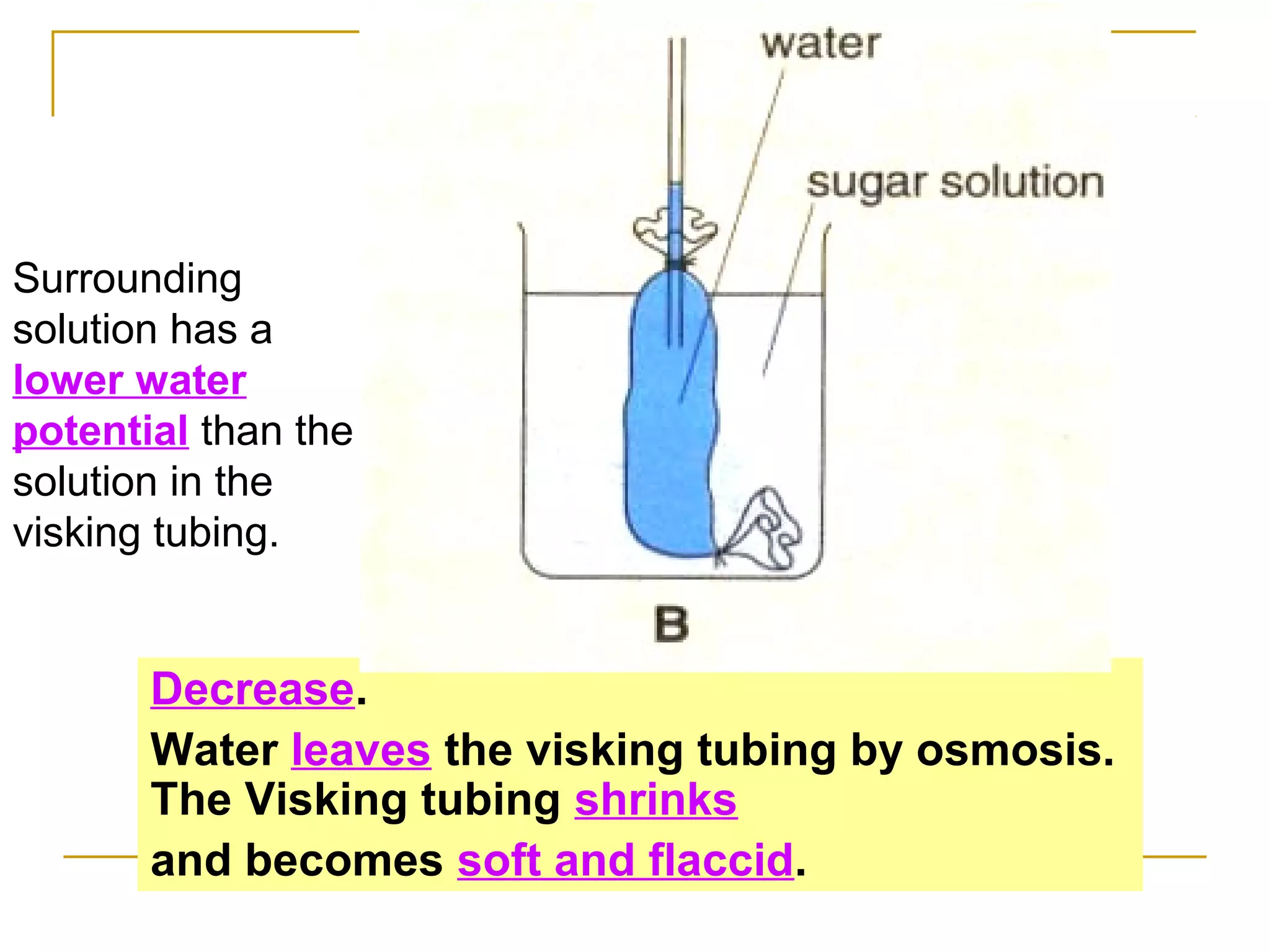 Surrounding
solution has a
lower water
potential than the
solution in the
visking tubing.


       Decrease.
       Water leaves the visking tubing by osmosis.
       The Visking tubing shrinks
       and becomes soft and flaccid.
 