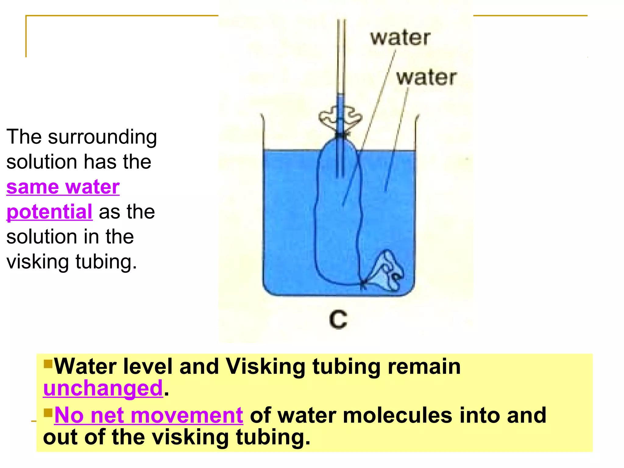 The surrounding
solution has the
same water
potential as the
solution in the
visking tubing.



   Water  level and Visking tubing remain
   unchanged.
   No net movement of water molecules into and
   out of the visking tubing.
 