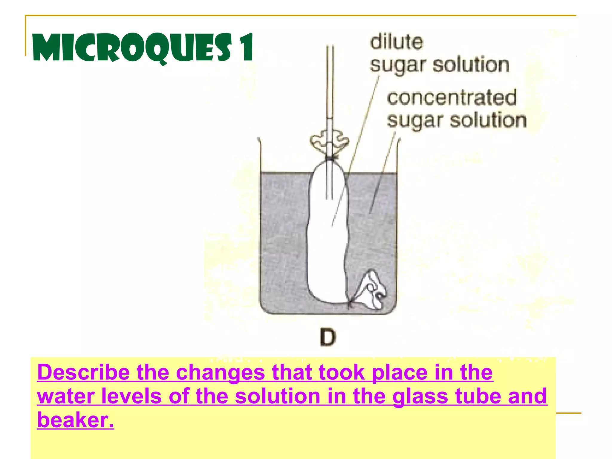 MicroQues 1




Describe the changes that took place in the
water levels of the solution in the glass tube and
beaker.
 
