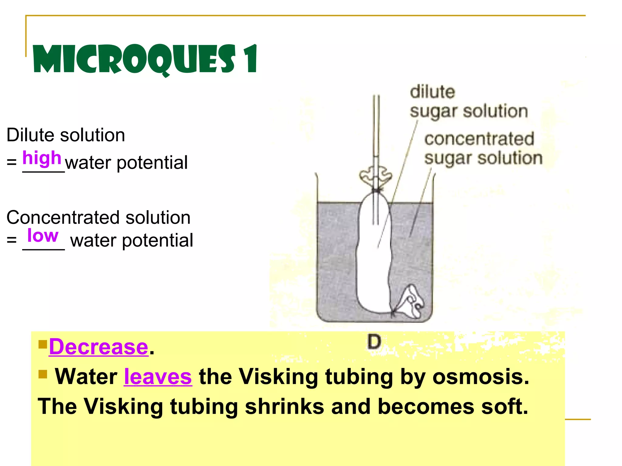 MicroQues 1
Dilute solution
= high
  ____water potential

Concentrated solution
  low
= ____ water potential




   Decrease.

   Water leaves the Visking tubing by osmosis.
   The Visking tubing shrinks and becomes soft.
 