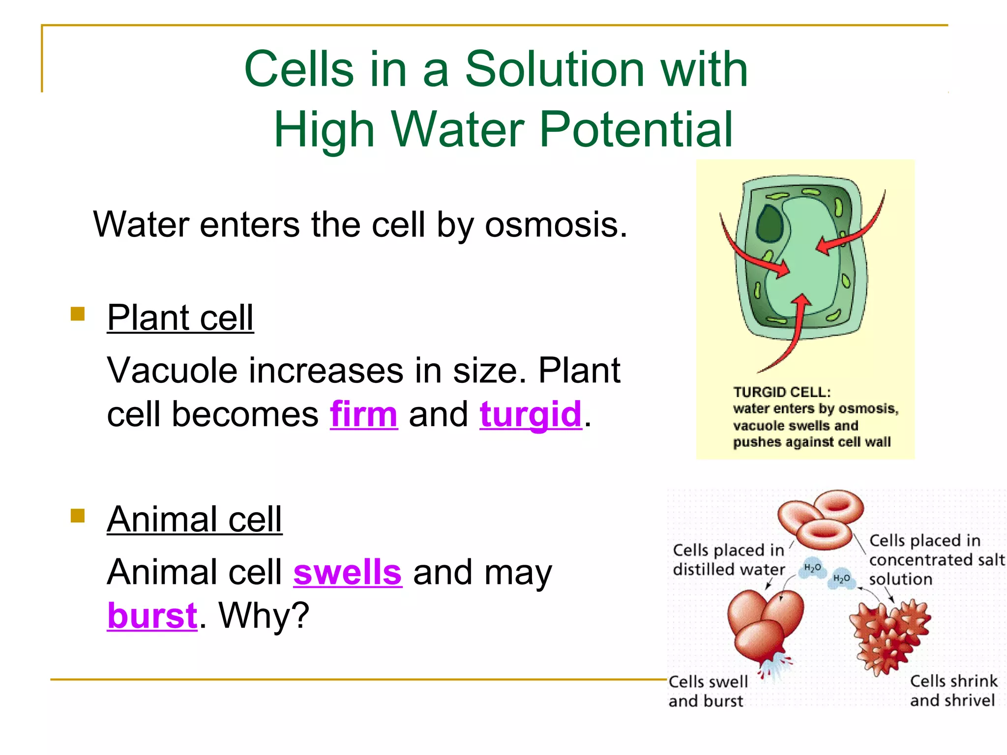 Cells in a Solution with
              High Water Potential
    Water enters the cell by osmosis.

   Plant cell
    Vacuole increases in size. Plant
    cell becomes firm and turgid.

   Animal cell
    Animal cell swells and may
    burst. Why?
 