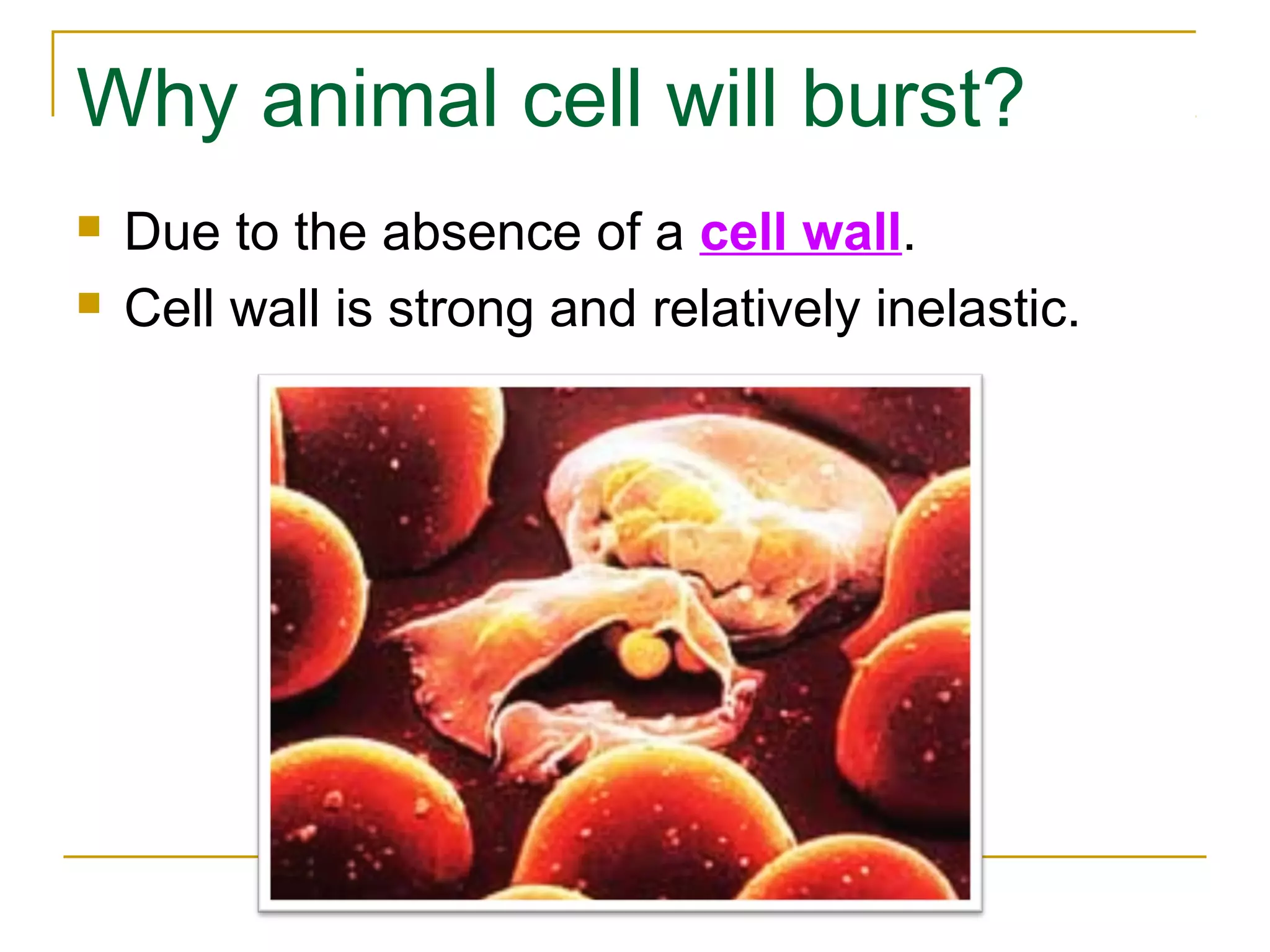 Why animal cell will burst?
   Due to the absence of a cell wall.
   Cell wall is strong and relatively inelastic.
 