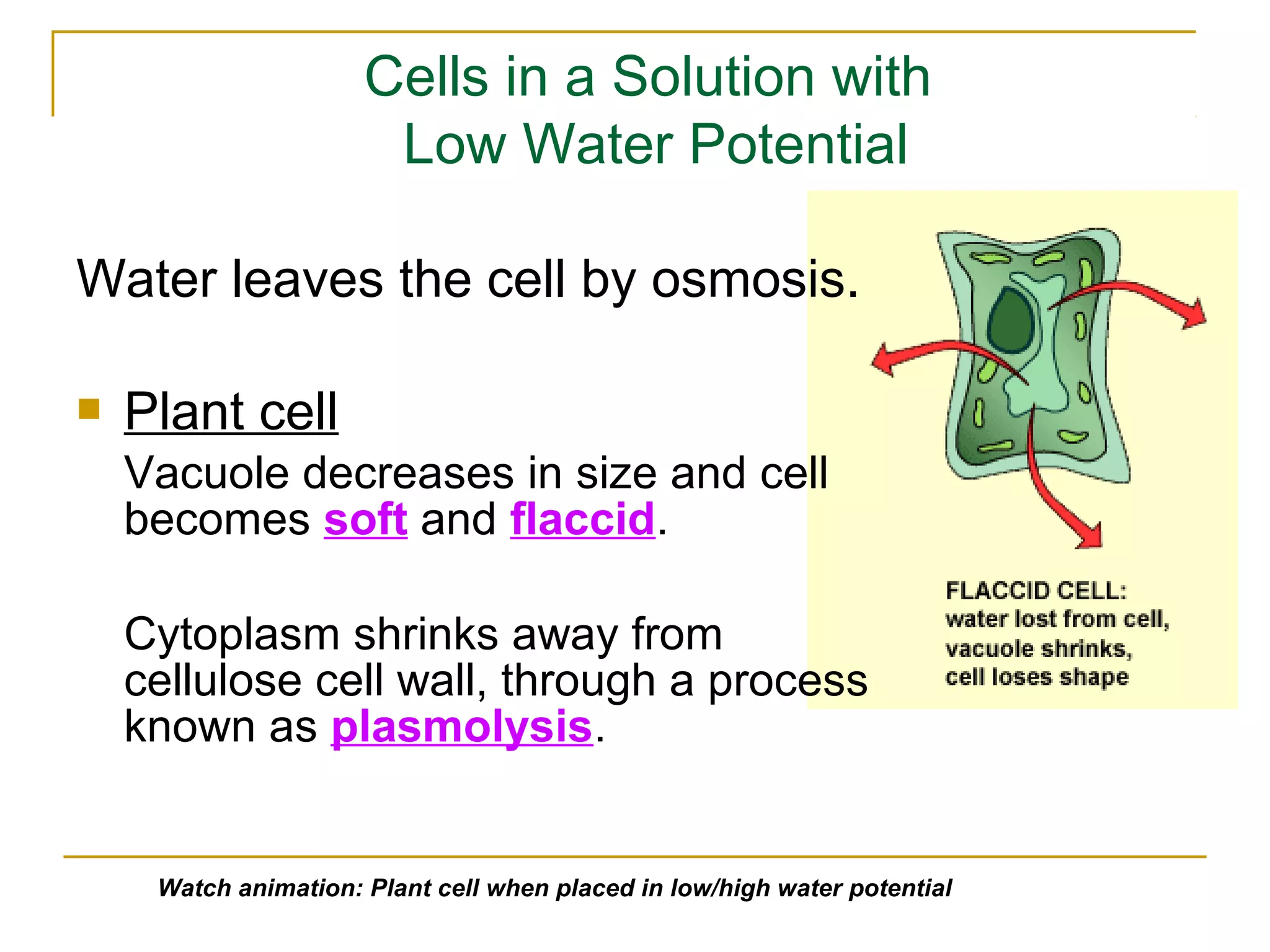 Cells in a Solution with
                       Low Water Potential

Water leaves the cell by osmosis.

   Plant cell
    Vacuole decreases in size and cell
    becomes soft and flaccid.

    Cytoplasm shrinks away from
    cellulose cell wall, through a process
    known as plasmolysis.


     Watch animation: Plant cell when placed in low/high water potential
 