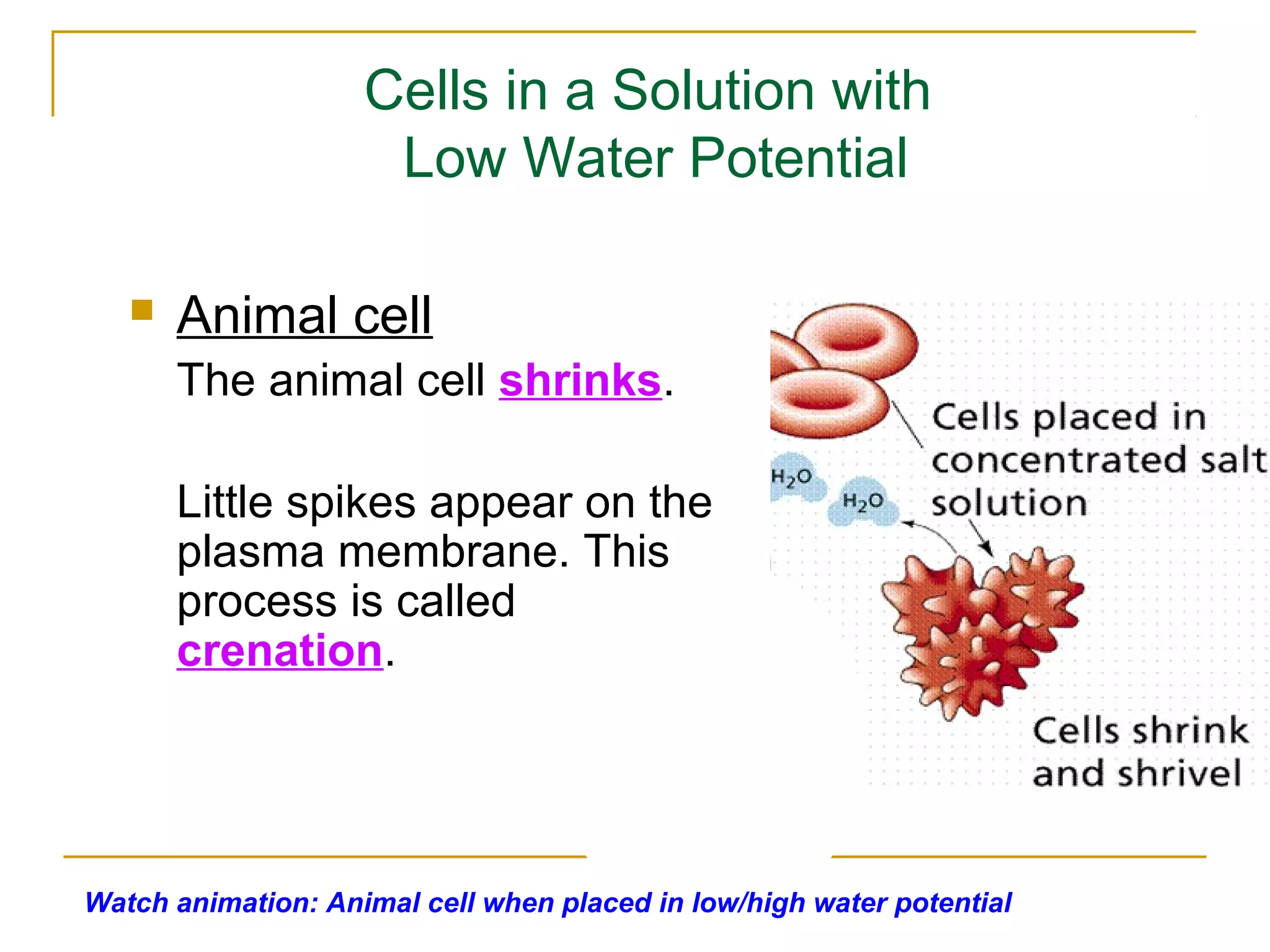 Cells in a Solution with
                     Low Water Potential

      Animal cell
       The animal cell shrinks.

       Little spikes appear on the
       plasma membrane. This
       process is called
       crenation.




Watch animation: Animal cell when placed in low/high water potential
 