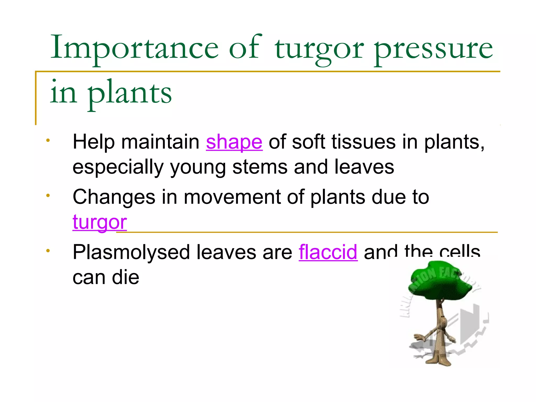 Importance of turgor pressure
in plants
•   Help maintain shape of soft tissues in plants,
    especially young stems and leaves
•   Changes in movement of plants due to
    turgor
•   Plasmolysed leaves are flaccid and the cells
    can die
 