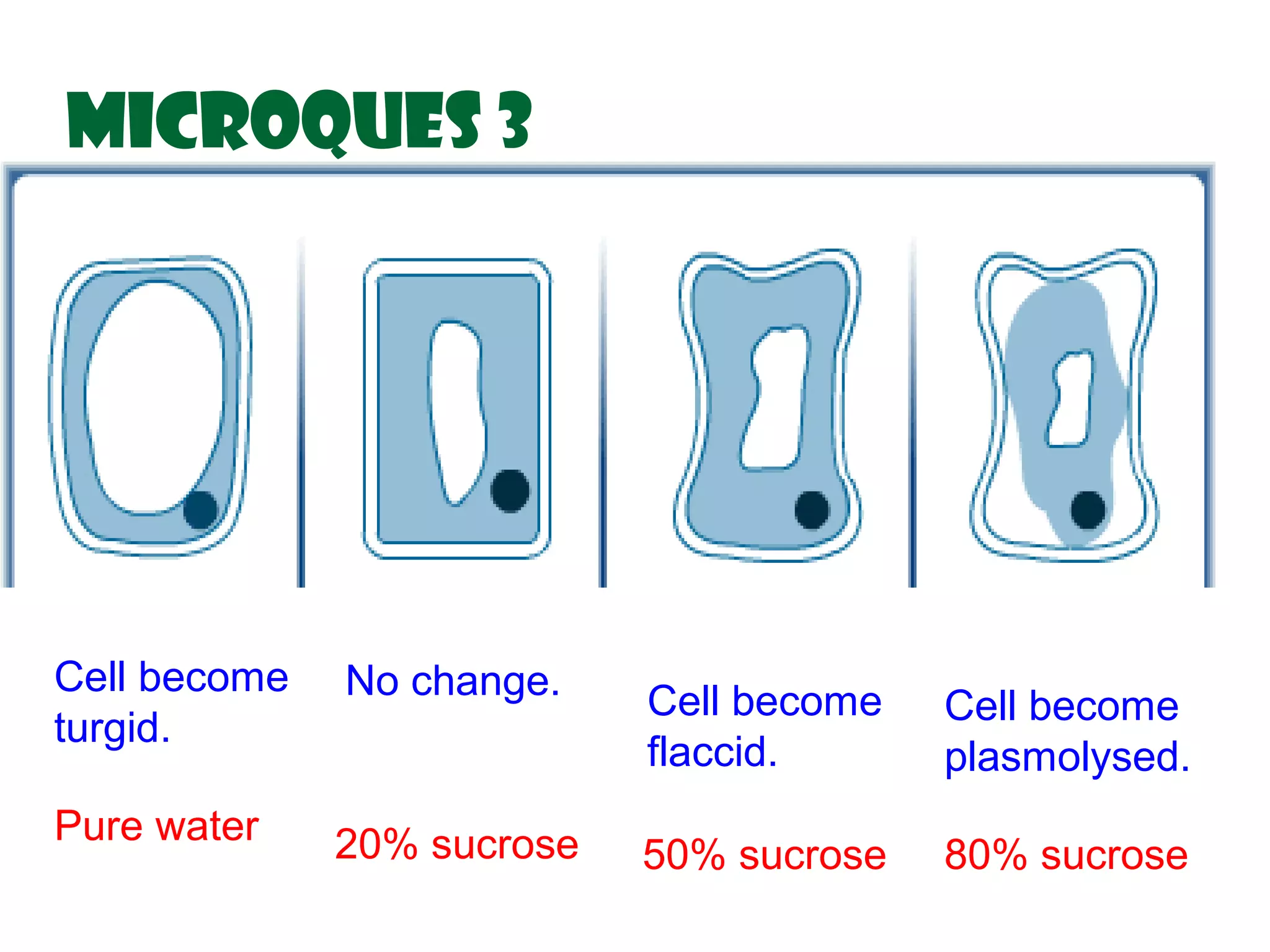 MicroQues 3




Cell become   No change.    Cell become   Cell become
turgid.
                            flaccid.      plasmolysed.
Pure water    20% sucrose   50% sucrose   80% sucrose
 