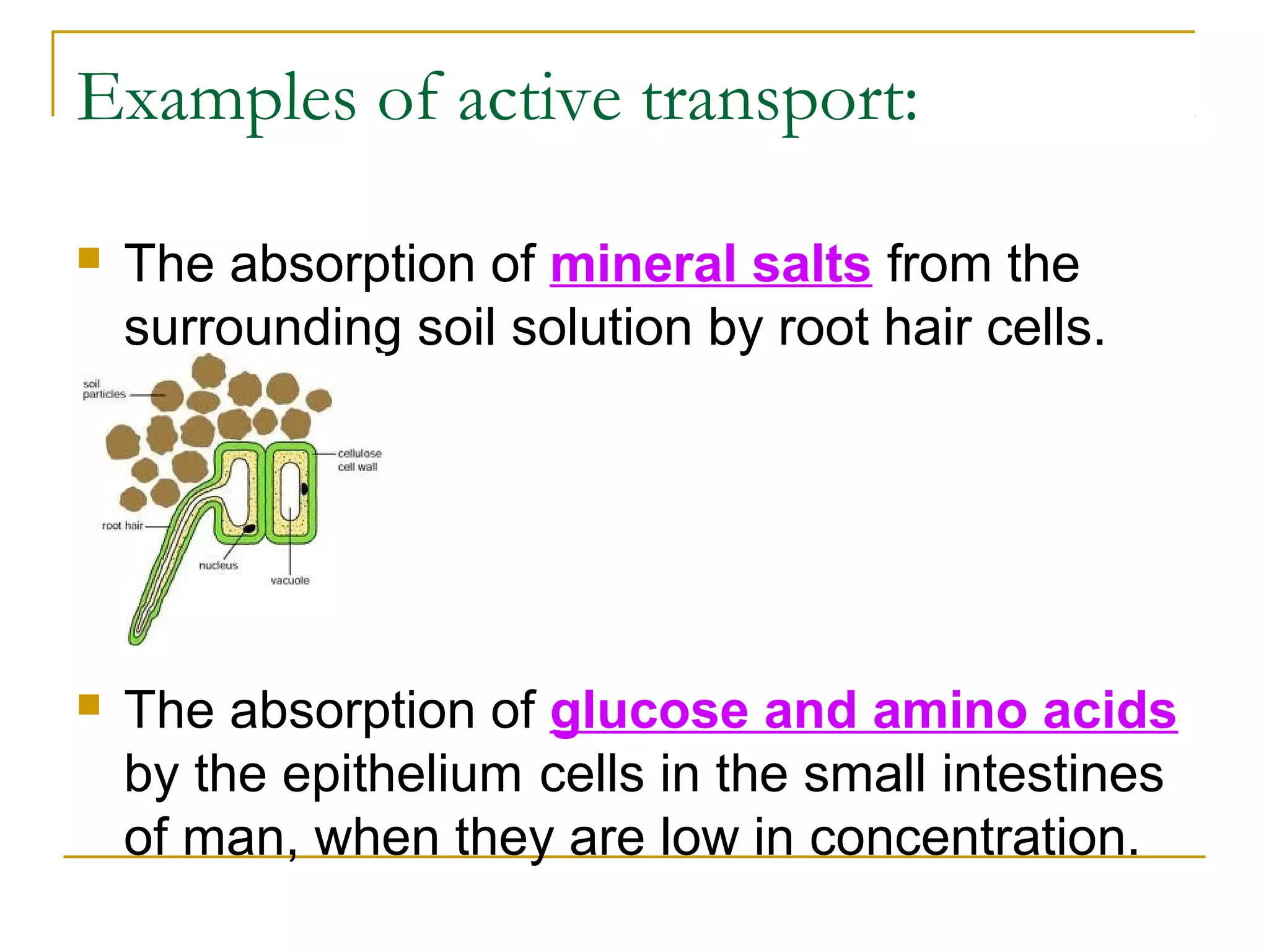 Examples of active transport:

   The absorption of mineral salts from the
    surrounding soil solution by root hair cells.




   The absorption of glucose and amino acids
    by the epithelium cells in the small intestines
    of man, when they are low in concentration.
 