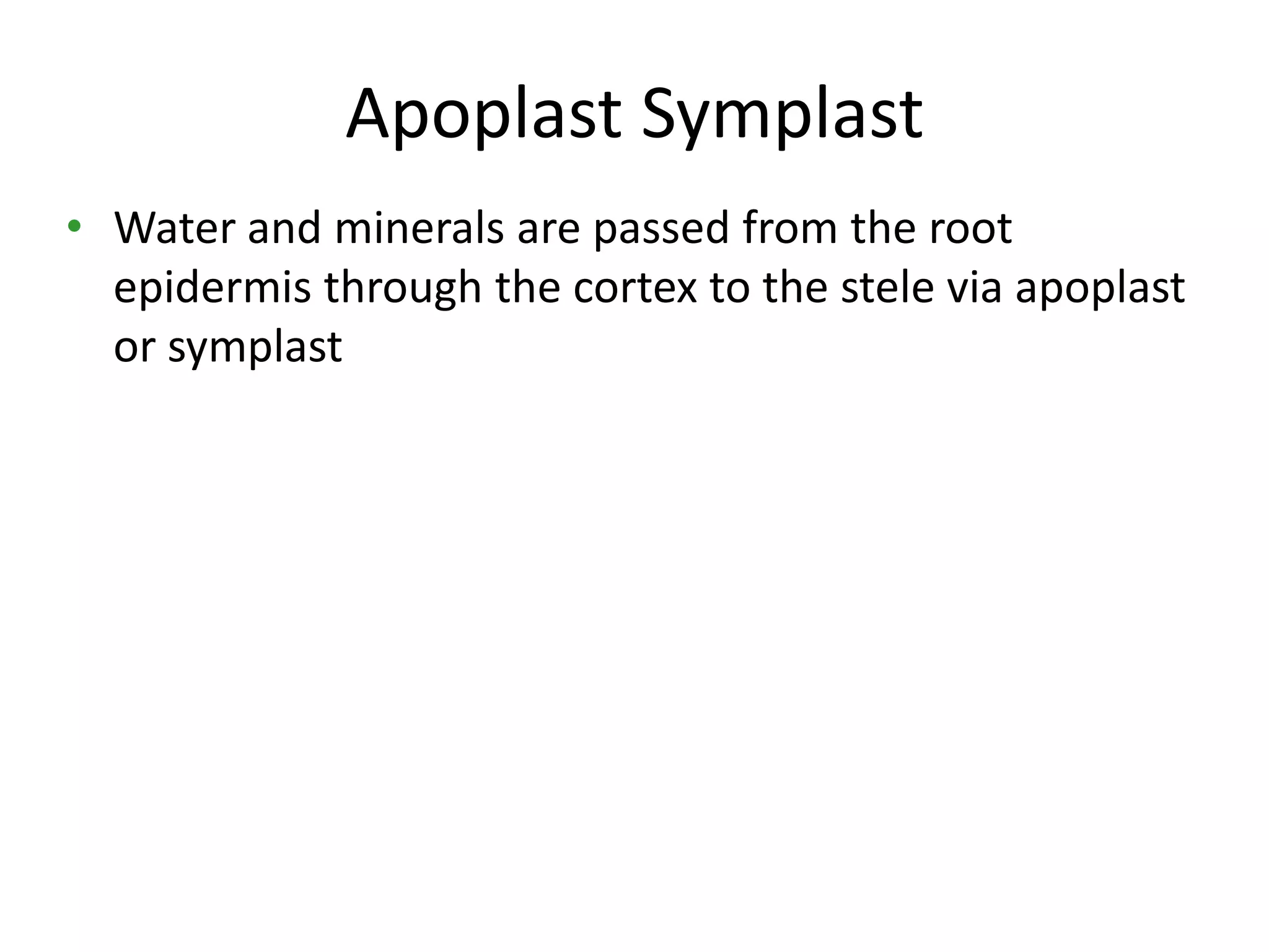 Apoplast Symplast
• Water and minerals are passed from the root
  epidermis through the cortex to the stele via apoplast
  or symplast
 