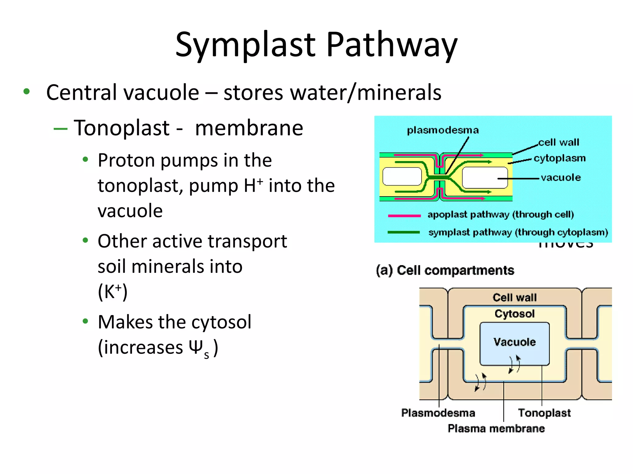 Symplast Pathway
• Central vacuole – stores water/minerals
   – Tonoplast - membrane
     • Proton pumps in the
       tonoplast, pump H+ into the
       vacuole
     • Other active transport                    moves
       soil minerals into                   the vacuole
       (K+)
     • Makes the cytosol                    hyposmotic
       (increases Ψs )
 