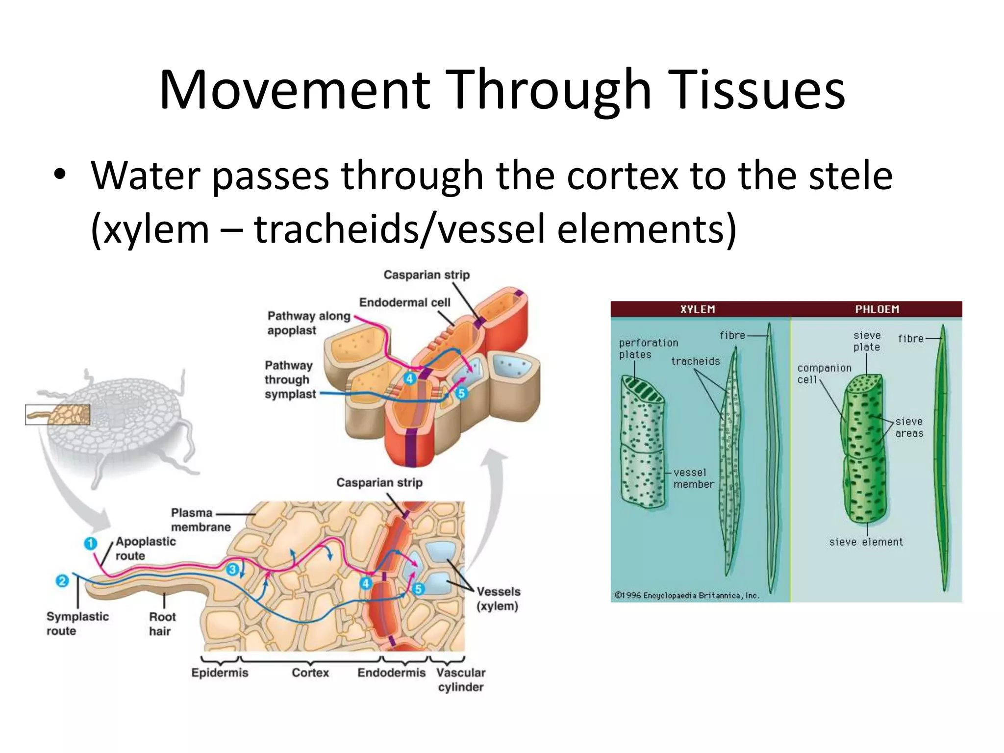 Movement Through Tissues
• Water passes through the cortex to the stele
  (xylem – tracheids/vessel elements)
 