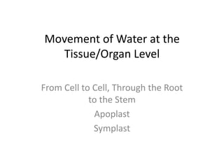 Movement of Water at the
  Tissue/Organ Level

From Cell to Cell, Through the Root
            to the Stem
             Apoplast
             Symplast
 