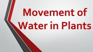 Movement of
Water in Plants
 