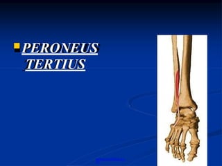 Details - of - movements-ankle-joint.pptx