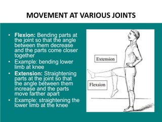 Movements at various joints | PPTX