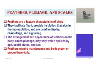 fEaThERS, pluMagE, aND SCalES
 Feathers are a feature characteristic of birds .
 They facilitate flight, provide insulation that aids in
thermoregulation, and are used in display,
camouflage, and signalling.
 The arrangement and appearance of feathers on the
body, called plumage, may vary within species by
age, social status, and sex.
 Feathers require maintenance and birds preen or
groom them daily.
01-06-2021 Dr. C. Beulah Jayarani 10
 