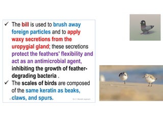  The bill is used to brush away
foreign particles and to apply
waxy secretions from the
uropygial gland; these secretions
protect the feathers' flexibility and
act as an antimicrobial agent,
inhibiting the growth of feather-
degrading bacteria .
 The scales of birds are composed
of the same keratin as beaks,
claws, and spurs.
01-06-2021 Dr. C. Beulah Jayarani 12
 
