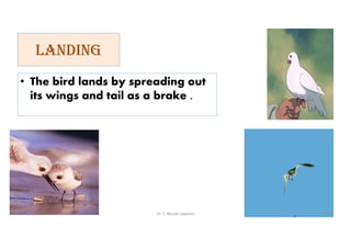laNDINg
• The bird lands by spreading out
its wings and tail as a brake .
01-06-2021 Dr. C. Beulah Jayarani 20
 