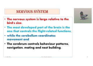 NERVOuS SySTEM
• The nervous system is large relative to the
bird's size.
• The most developed part of the brain is the
one that controls the flight-related functions,
• while the cerebellum coordinates
movement and
• The cerebrum controls behaviour patterns,
navigation, mating and nest building.
01-06-2021 Dr. C. Beulah Jayarani 9
 