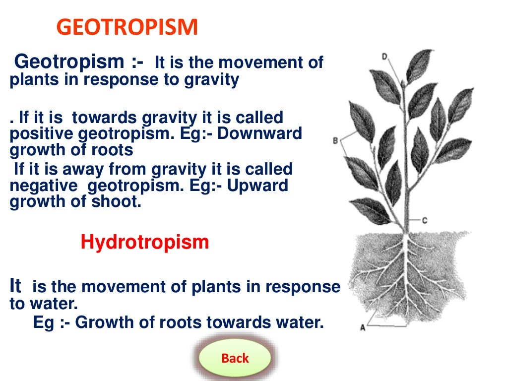Movements In Plants movements-in-plants