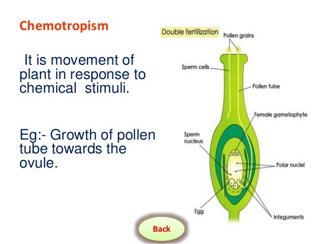 Image result for chemotropism in plants