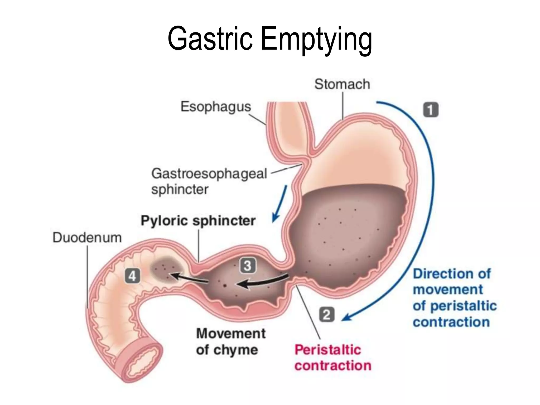 Movements of Gastrointestinal tract 21.12.2019 copy.pptx