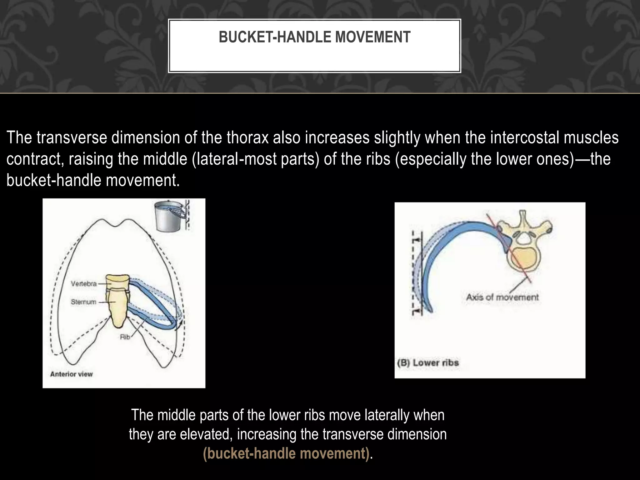 Movements of thoracic wall | PPTX