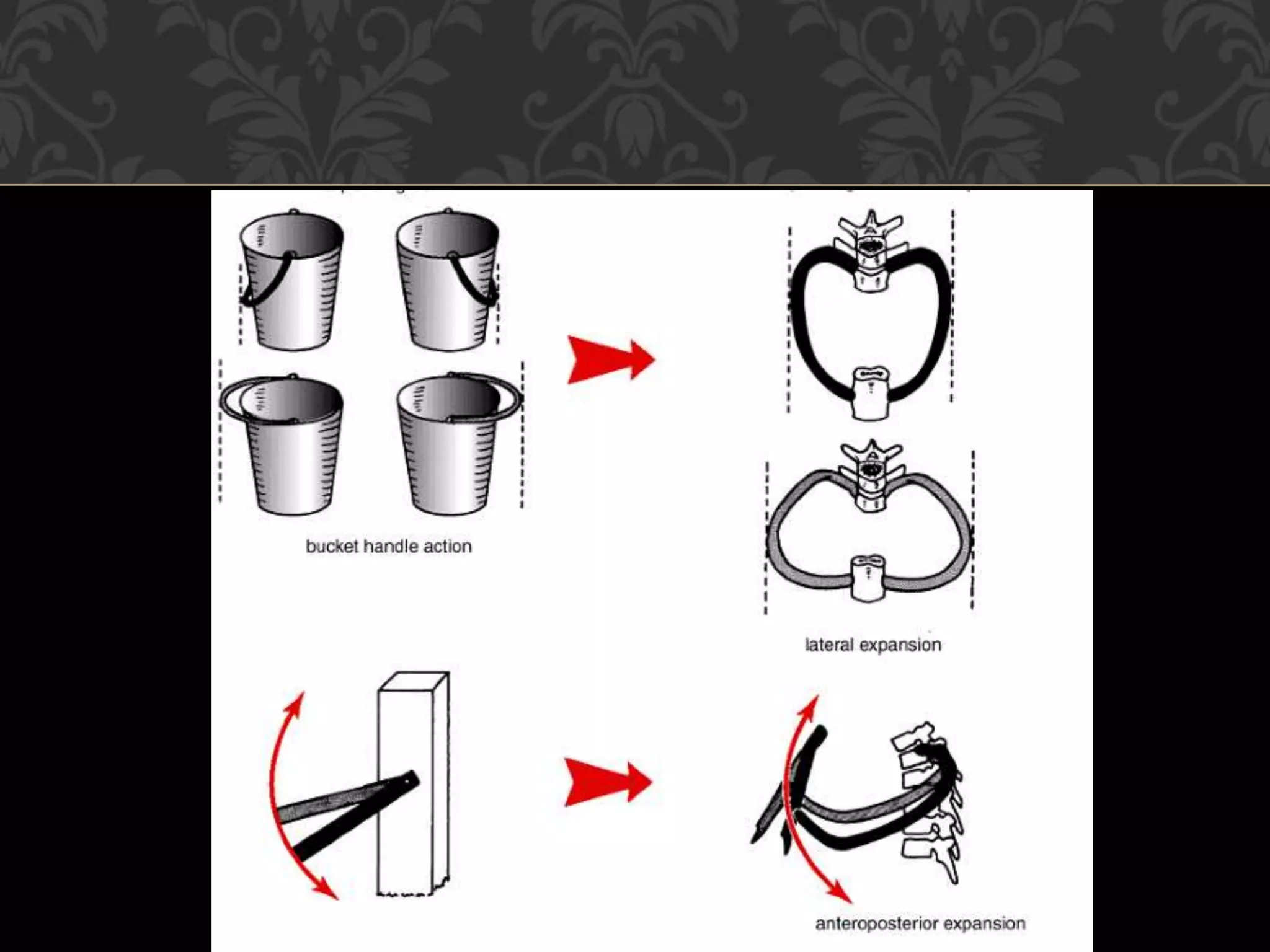 Movements of thoracic wall | PPTX