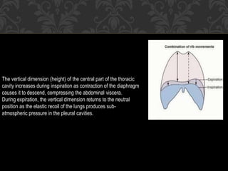 The vertical dimension (height) of the central part of the thoracic
cavity increases during inspiration as contraction of the diaphragm
causes it to descend, compressing the abdominal viscera.
During expiration, the vertical dimension returns to the neutral
position as the elastic recoil of the lungs produces sub-
atmospheric pressure in the pleural cavities.
 