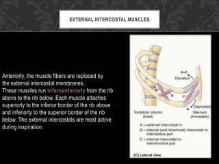 Anteriorly, the muscle fibers are replaced by
the external intercostal membranes.
These muscles run inferoanteriorly from the rib
above to the rib below. Each muscle attaches
superiorly to the inferior border of the rib above
and inferiorly to the superior border of the rib
below. The external intercostals are most active
during inspiration.
EXTERNAL INTERCOSTAL MUSCLES
 
